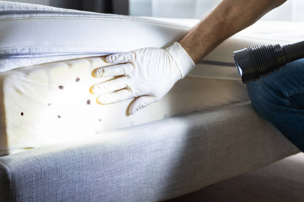 Best Wasp Removal Services  in North Eastham, MA