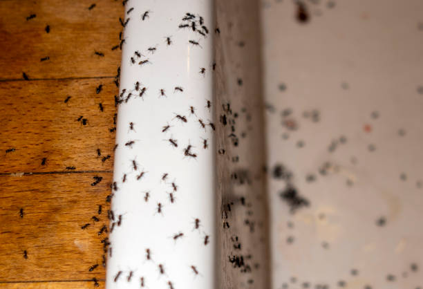 Best Emergency Pest Control  in North Eastham, MA